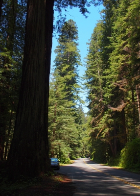 [The redwoods rise several hundred feet above the two lane roadway. My car is partially blocked from view by the trunk of one tree growing at the road side. In this area there is enough open space to see blue sky at the upper levels of the trees.]